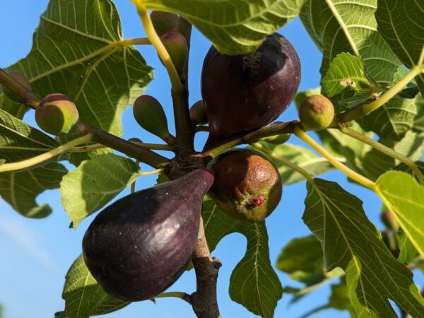 plusieurs figues mûres de Breba blue sur une branche feuillue