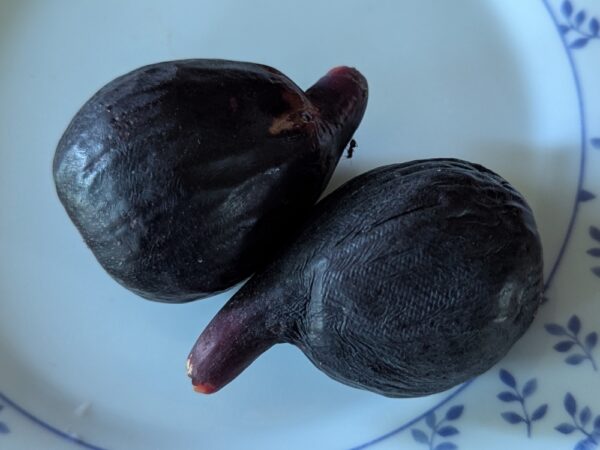 deux figues bleu Breba blue, mûres, sur une assiette