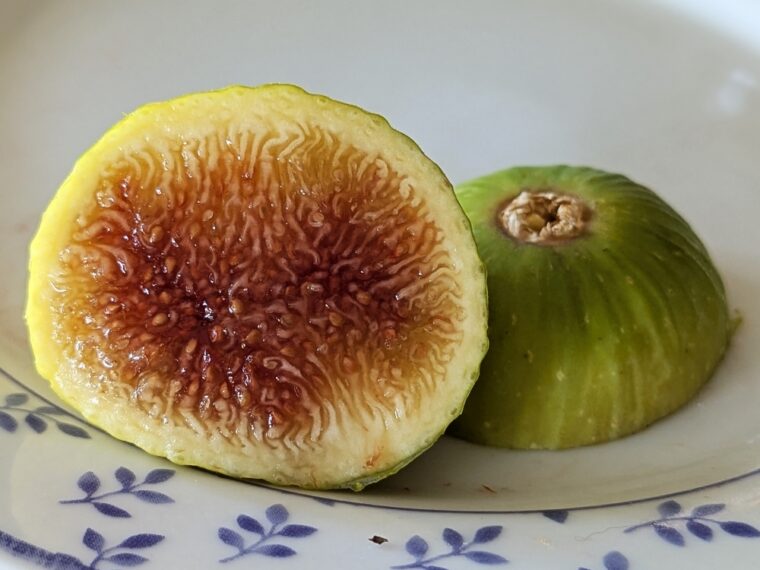 ficus-carica-excel-25-8-22