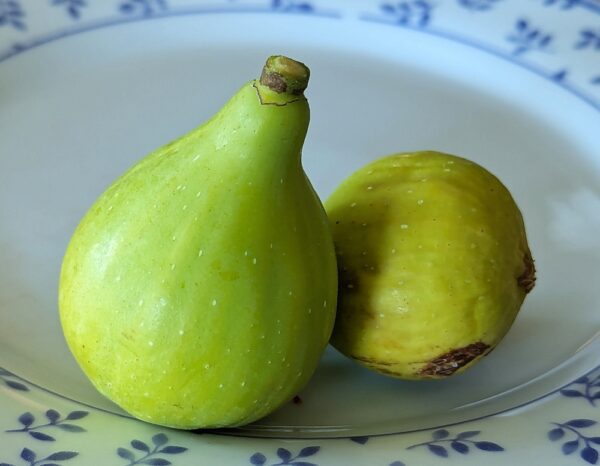 2 figues blanches d'un muscatel verde
