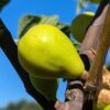 1 belle figue d'un moscatel verde sur une branche