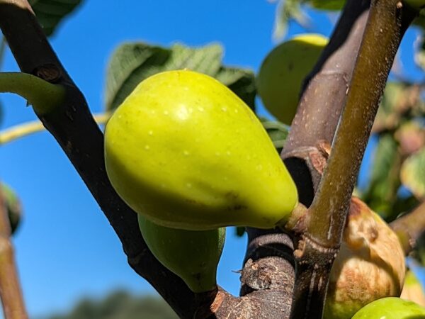 1 belle figue d'un moscatel verde sur une branche