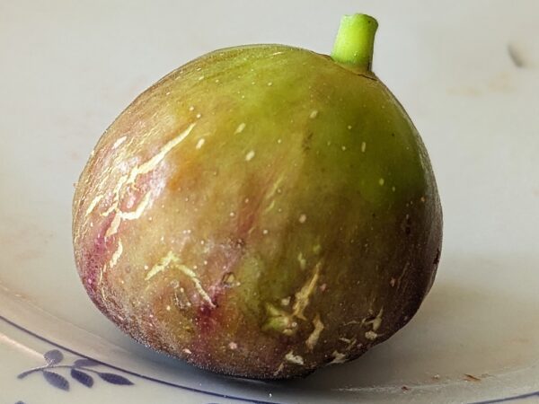 ficus carica pressac, figue bien mûre sur une assiette