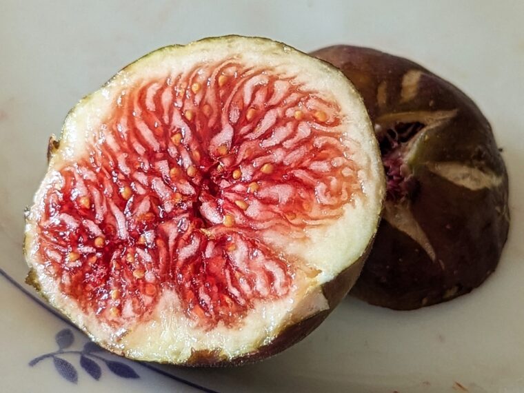 ficus-carica-pressac-25-8-23