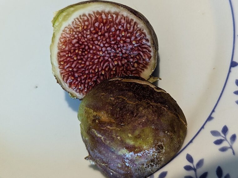ficus-carica-saissac-