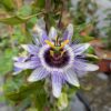 Fleur de la passion violet, grimpante avec des fleurs violet et blanche.