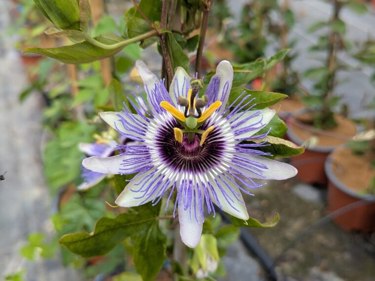 passiflora-purple-haze-26-6-1