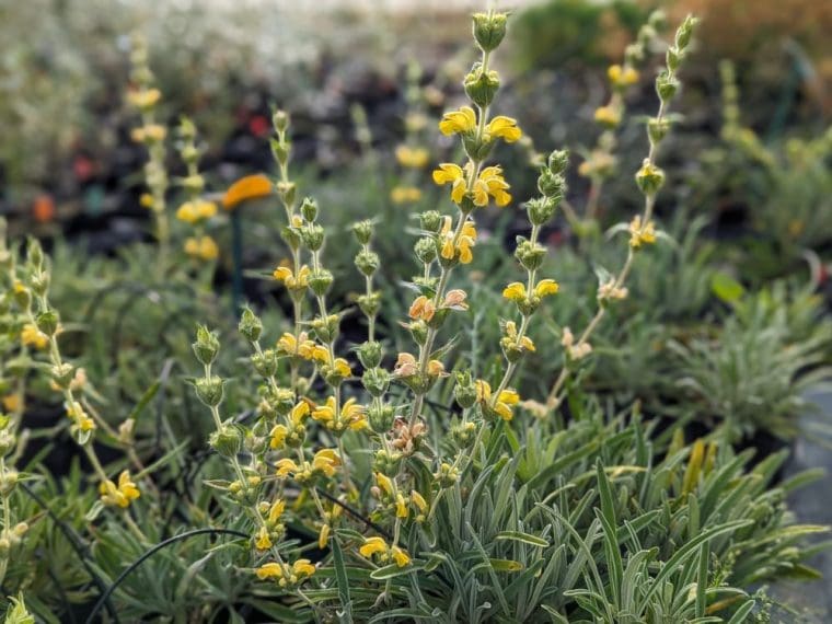phlomis-lychnitis-24-6