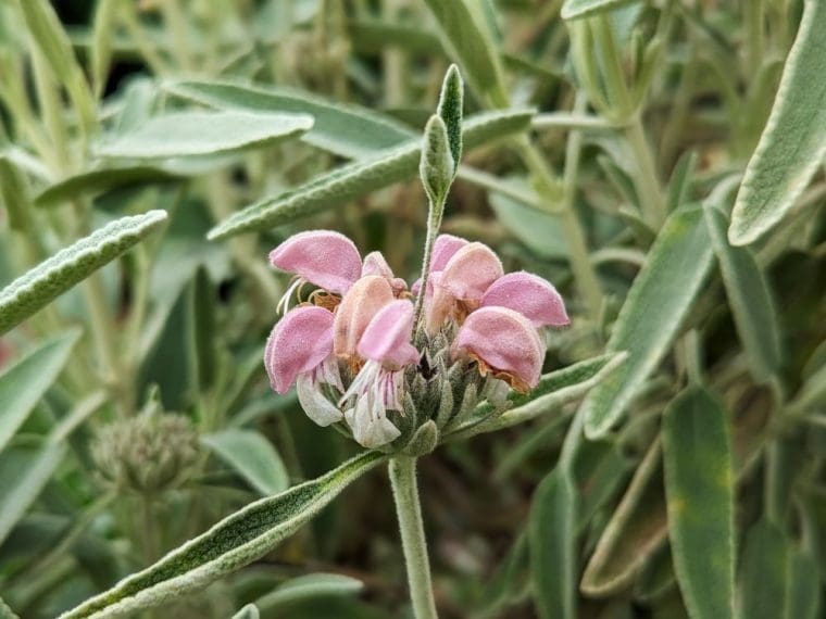 phlomis-purpurea-almeriensis-24-5