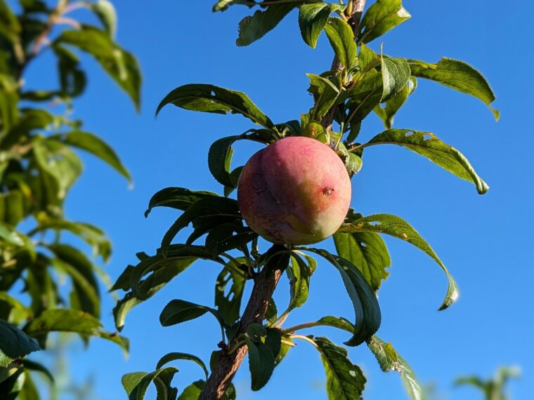 prunus-flavor-grenade-25-7