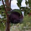Une belle prune hybride bleue Flavor Grenade sur l'arbre