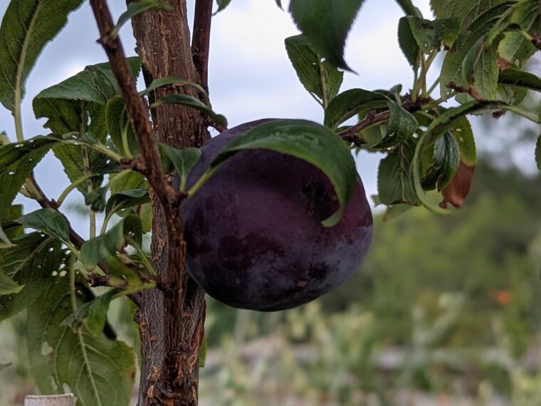 prunus-flavor-grenade-25-8-19