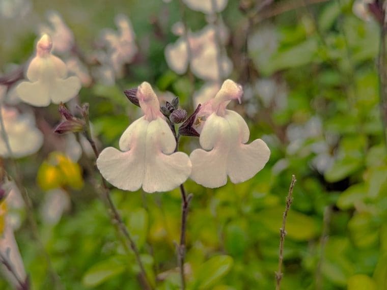 salvia-glimmer-24-5-1