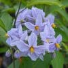 Solanum