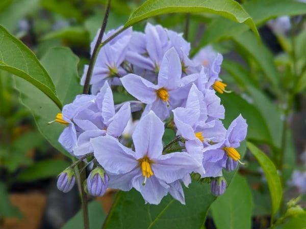 Solanum
