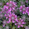 Teucrium ackermanii