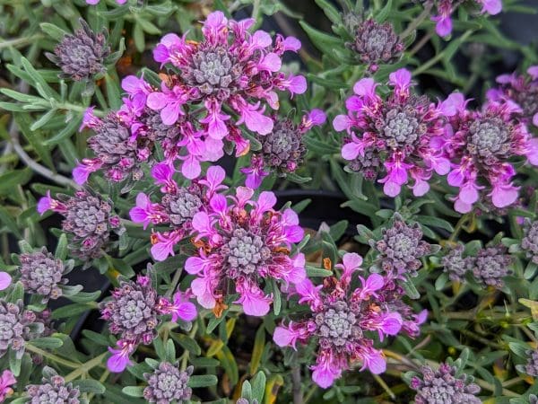 Teucrium ackermanii