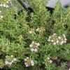 thym thujanol