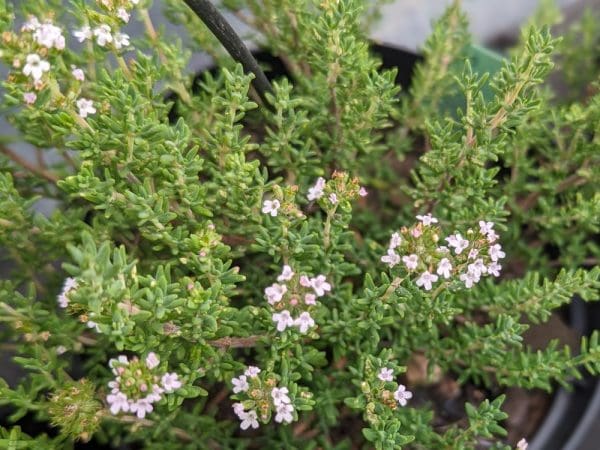 thym thujanol