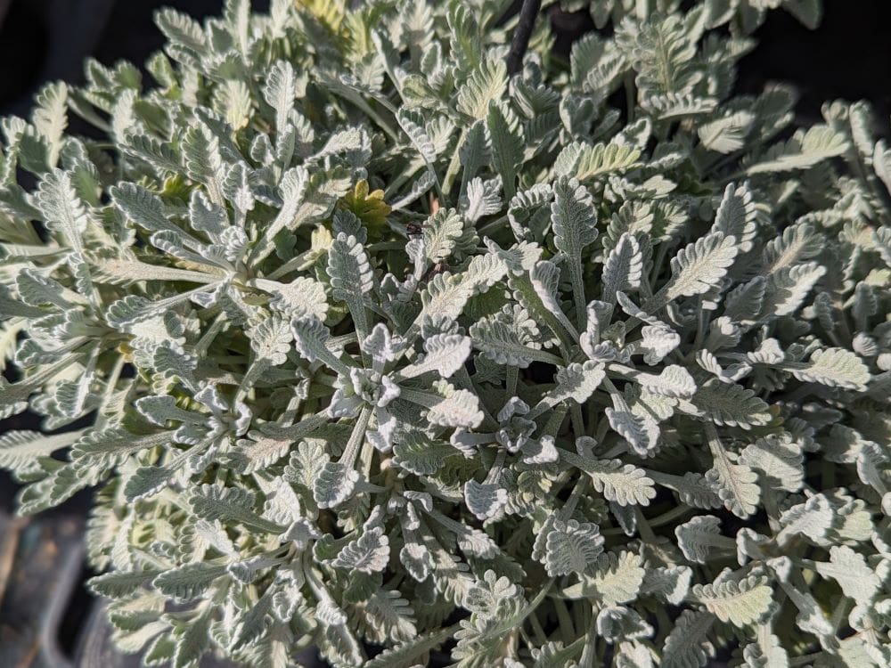 achillea-umbellata