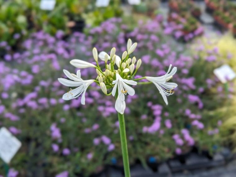 agapanthus-getty-white-24-6