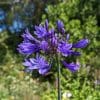 agapanthe bleu foncé