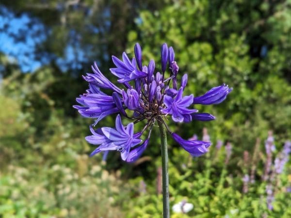 agapanthe bleu foncé