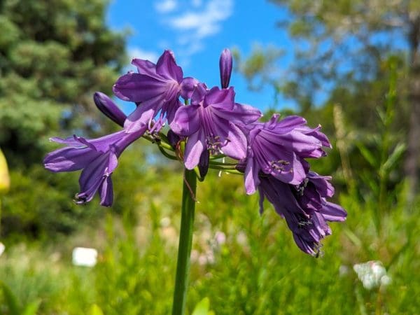 agapanthe pourpre