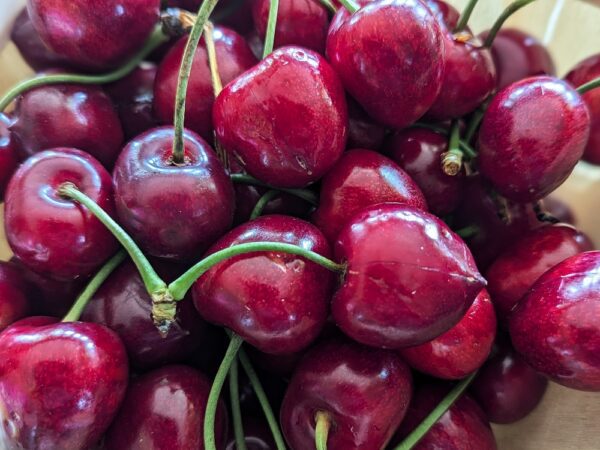 cerises bigarreau hedelfingen avec queues