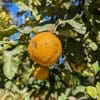 bigarade pour confiture
