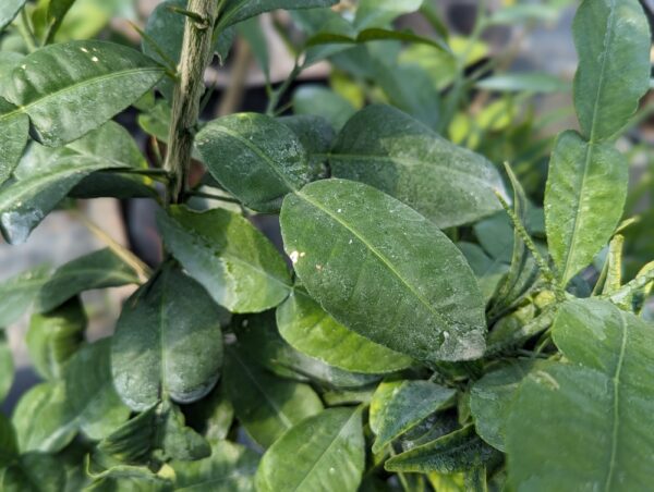 feuillage hong papeda
