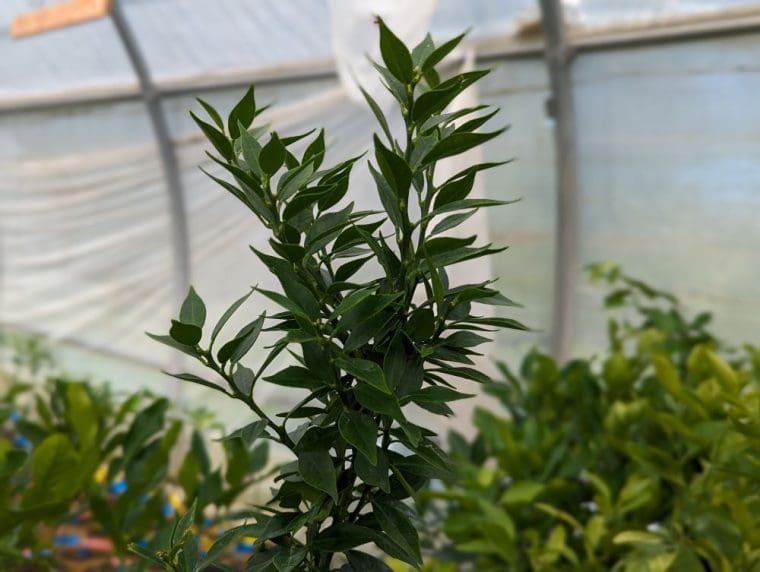 citrus-myrtifolia-chinotto