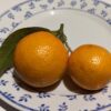 Deux mandarines Karlic, variété précoce, orange avec une feuille verte sur une assiette