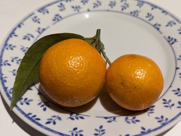 Deux mandarines Karlic, variété précoce, orange avec une feuille verte sur une assiette