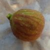 Ficus carica quinta