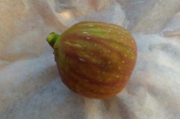 Ficus carica quinta