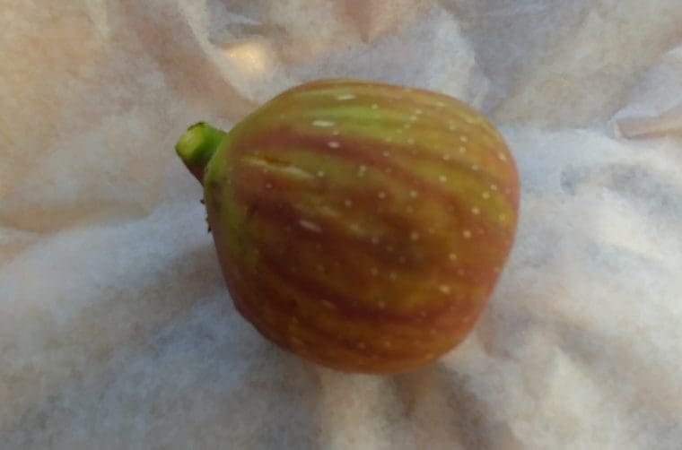 Ficus carica Quinta