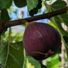 une belle figue noir de ficus carica Black Genova sur une branche