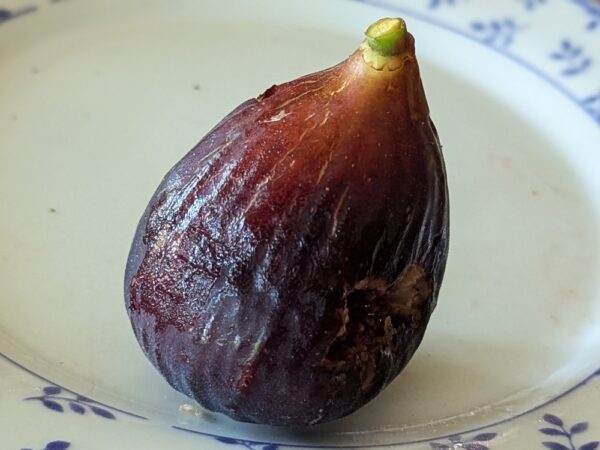 une figue bien mûr d'un ficus carica black genova sur une assiette