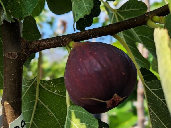une belle figue noir de ficus carica Black Genova sur une branche