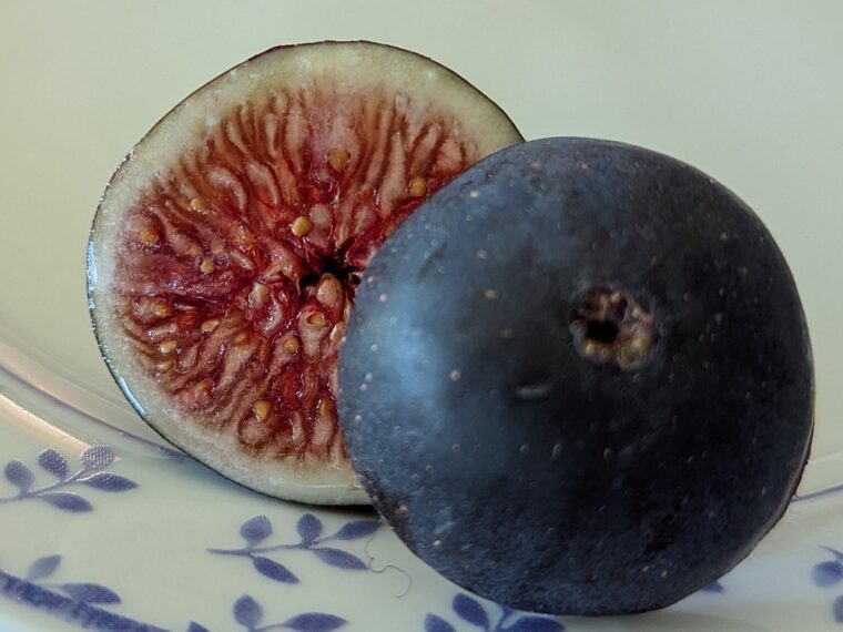 ficus-carica-black-mission-open-25-8-30