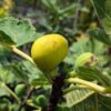 branche avec figuiers de ficus carica DI TRE VOLTE