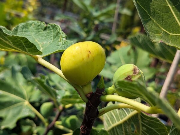 branche avec figuiers de ficus carica DI TRE VOLTE