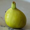 1 figue jaune ficus carica di tre volte