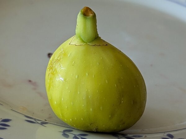 1 figue jaune ficus carica di tre volte