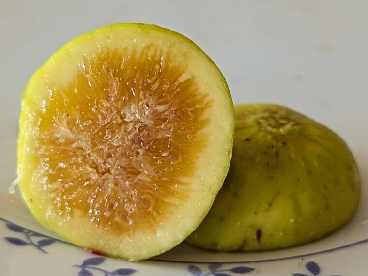 ficus-carica-di-tre-volte-25-8-24