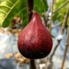 ficus carica samsun rouge