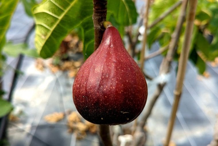 ficus-carica-samsun