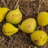 meddin lemon