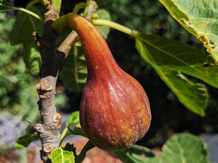 ficus-carica-natasha-24-6-2